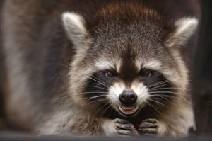 raccoon